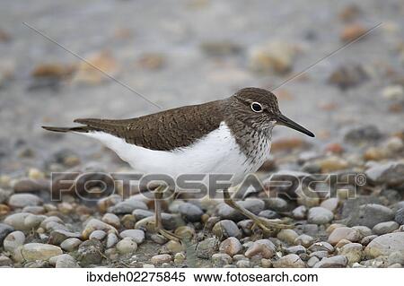 "Common Sandpiper (Actitis hypoleucos), Burgenland, Austria, Europe" View Large Photo Image Stock Photography - "Common Sandpiper (Actitis hypoleucos), Burgenland, Austria, Europe". Fotosearch
