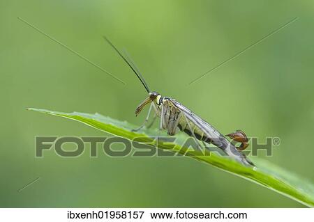 "Common Scorpion Fly (Panorpa communis), male, Haren, Emsland region, Lower Saxony, Germany, Europe" View Large Photo Image Stock Photo - "Common Scorpion Fly (Panorpa communis), male, Haren, Emsland region, Lower Saxony, Germany, Europe". Fotosearch