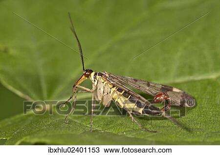 "Common Scorpionfly (Panorpa communis), male, Untergroeningen, Baden-Wuerttemberg, Germany, Europe" View Large Photo Image Stock Image - "Common Scorpionfly (Panorpa communis), male, Untergroeningen, Baden-Wuerttemberg, Germany, Europe". Fotosearch