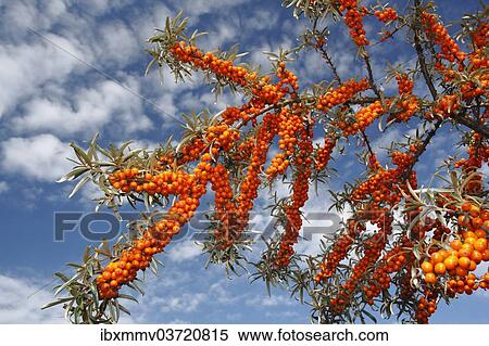 "Common Sea-Buckthorn (Hippophae rhamnoides), East Frisian Islands, East Frisia, Lower Saxony, Germany, Europe" View Large Photo Image Stock Photography - "Common Sea-Buckthorn (Hippophae rhamnoides), East Frisian Islands, East Frisia, Lower Saxony, Germany, Europe". Fotosearch