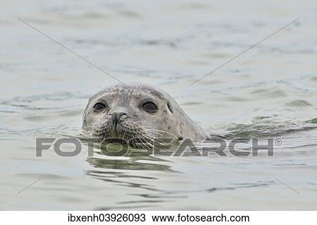 "Common Seal or Harbour Seal (Phoca vitulina), in water, Heligoland, Schleswig-Holstein, Germany, Europe" View Large Photo Image Stock Image - "Common Seal or Harbour Seal (Phoca vitulina), in water, Heligoland, Schleswig-Holstein, Germany, Europe". Fotosearch
