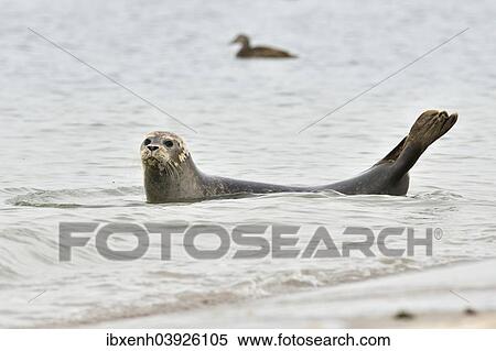 "Common Seal or Harbour Seal (Phoca vitulina), Heligoland, Schleswig-Holstein, Germany, Europe" View Large Photo Image Stock Photography - "Common Seal or Harbour Seal (Phoca vitulina), Heligoland, Schleswig-Holstein, Germany, Europe". Fotosearch