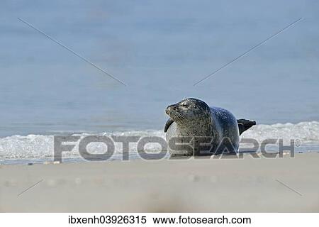 Stock Photography - "Common Seal or Harbour Seal (Phoca vitulina), Heligoland, Schleswig-Holstein, Germany, Europe". Fotosearch