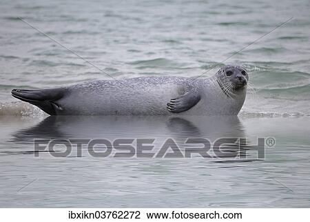 Stock Image - "Common Seal (Phoca vitulina) in the North Sea, Dune island, Helgoland, Schleswig-Holstein, Germany, Europe". Fotosearch