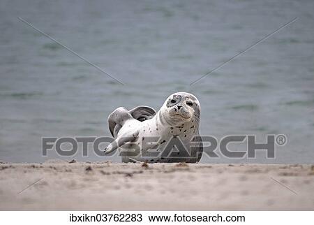 Stock Image - "Common Seal (Phoca vitulina) on the beach, Dune island, Helgoland, Schleswig-Holstein, Germany, Europe". Fotosearch