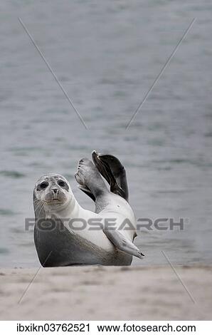 "Common Seal (Phoca vitulina) on the beach, Dune island, Helgoland, Schleswig-Holstein, Germany, Europe" View Large Photo Image Stock Image - "Common Seal (Phoca vitulina) on the beach, Dune island, Helgoland, Schleswig-Holstein, Germany, Europe". Fotosearch