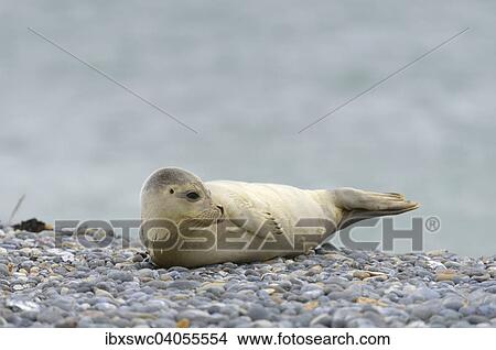 Picture - "Common Seal (Phoca vitulina), pup on a pebble beach, Heligoland, Schleswig-Holstein, Germany, Europe". Fotosearch