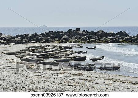 "Common Seals or Harbour Seals (Phoca vitulina) on the beach, Heligoland, Schleswig-Holstein, Germany, Europe" View Large Photo Image Stock Photo - "Common Seals or Harbour Seals (Phoca vitulina) on the beach, Heligoland, Schleswig-Holstein, Germany, Europe". Fotosearch