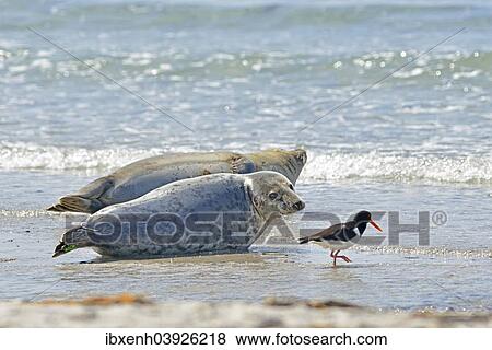 "Common Seals or Harbour Seals (Phoca vitulina) and Oystercatcher (Haematopus ostralegus), Heligoland, Schleswig-Holstein, Germany, Europe" View Large Photo Image Stock Photo - "Common Seals or Harbour Seals (Phoca vitulina) and Oystercatcher (Haematopus ostralegus), Heligoland, Schleswig-Holstein, Germany, Europe". Fotosearch