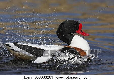 "Common Shelduck (Tadorna tadorna), Ostriesische Inseln, Friesland, Lower Saxony, Germany, Europe" View Large Photo Image Stock Image - "Common Shelduck (Tadorna tadorna), Ostriesische Inseln, Friesland, Lower Saxony, Germany, Europe". Fotosearch