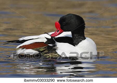 "Common Shelduck (Tadorna tadorna), Ostriesische Inseln, Friesland, Lower Saxony, Germany, Europe" View Large Photo Image Stock Image - "Common Shelduck (Tadorna tadorna), Ostriesische Inseln, Friesland, Lower Saxony, Germany, Europe". Fotosearch