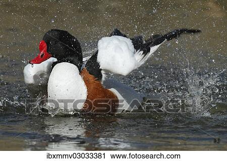 Stock Image - "Common Shelduck (Tadorna tadorna), Ostriesische Inseln, Friesland, Lower Saxony, Germany, Europe". Fotosearch