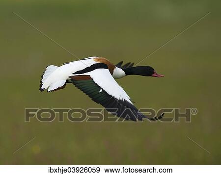 "Common Shelduck (Tadorna tadorna), Texel, West Frisian Islands, province of North Holland, Holland, The Netherlands, Europe" View Large Photo Image Stock Photo - "Common Shelduck (Tadorna tadorna), Texel, West Frisian Islands, province of North Holland, Holland, The Netherlands, Europe". Fotosearch