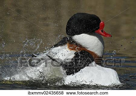 "Common Shelduck (Tadorna tadorna), male, preening, Minsener Oog island, East Frisian Islands, Lower Saxony Wadden Sea, Lower Saxony, Germany, Europe" View Large Photo Image Stock Photo - "Common Shelduck (Tadorna tadorna), male, preening, Minsener Oog island, East Frisian Islands, Lower Saxony Wadden Sea, Lower Saxony, Germany, Europe". Fotosearch