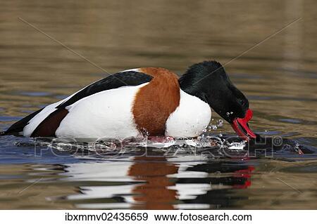 "Common Shelduck (Tadorna tadorna), copula, Minsener Oog island, East Frisian Islands, Lower Saxony Wadden Sea, Lower Saxony, Germany, Europe" View Large Photo Image Stock Photo - "Common Shelduck (Tadorna tadorna), copula, Minsener Oog island, East Frisian Islands, Lower Saxony Wadden Sea, Lower Saxony, Germany, Europe". Fotosearch