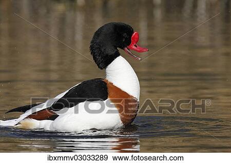 "Common Shelduck (Tadorna tadorna), Ostriesische Inseln, Friesland, Lower Saxony, Germany, Europe" View Large Photo Image Stock Photo - "Common Shelduck (Tadorna tadorna), Ostriesische Inseln, Friesland, Lower Saxony, Germany, Europe". Fotosearch