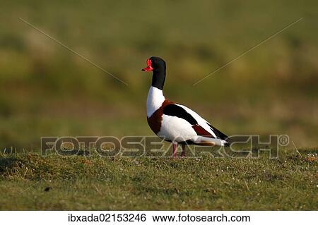"Common Shelduck (Tadorna tadorna), drake standing in a pasture, Eidersperrwerk, Schleswig-Holstein, North Friesland, Germany, Europe" View Large Photo Image Stock Photograph - "Common Shelduck (Tadorna tadorna), drake standing in a pasture, Eidersperrwerk, Schleswig-Holstein, North Friesland, Germany, Europe". Fotosearch