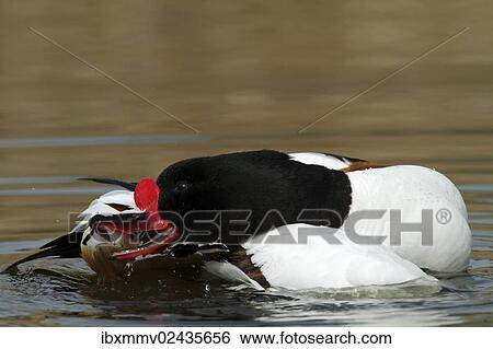 "Common Shelduck (Tadorna tadorna), male, preening, Minsener Oog island, East Frisian Islands, Lower Saxony Wadden Sea, Lower Saxony, Germany, Europe" View Large Photo Image Stock Photograph - "Common Shelduck (Tadorna tadorna), male, preening, Minsener Oog island, East Frisian Islands, Lower Saxony Wadden Sea, Lower Saxony, Germany, Europe". Fotosearch