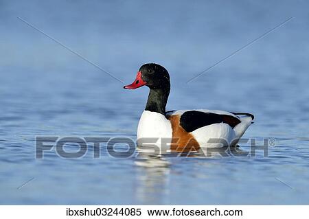 "Common Shelduck (Tadorna tadorna), swimming, Oosterend, Texel, West Frisian Islands, province of North Holland, The Netherlands, Europe" View Large Photo Image Stock Photography - "Common Shelduck (Tadorna tadorna), swimming, Oosterend, Texel, West Frisian Islands, province of North Holland, The Netherlands, Europe". Fotosearch