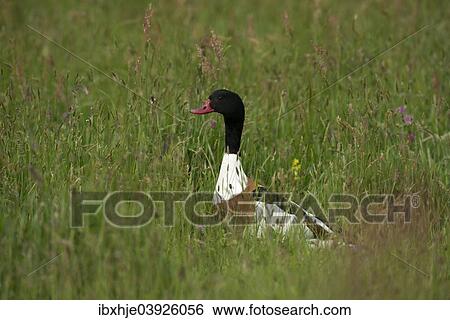 Stock Photograph - "Common Shelduck (Tadorna tTadorna), Texel, West Frisian Islands, province of North Holland, Holland, The Netherlands, Europe". Fotosearch