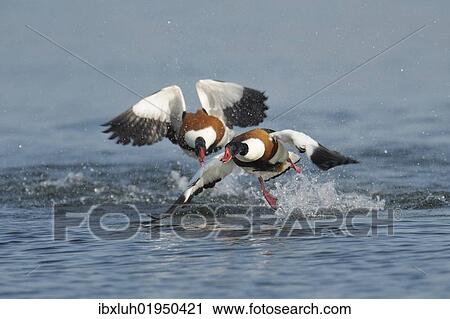 Common shelducks (Tadorna tadorna) fighting View Large Photo Image Stock Image - Common shelducks (Tadorna tadorna) fighting. Fotosearch