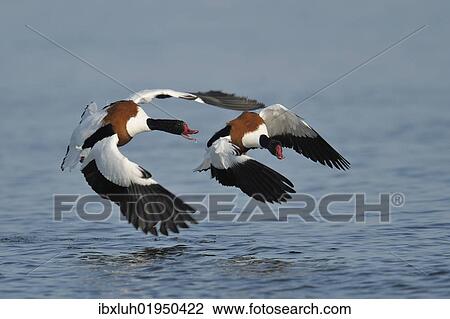Stock Image - Common shelducks (Tadorna tadorna) fighting. Fotosearch