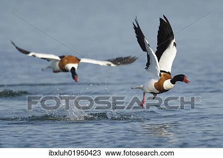Common shelducks (Tadorna tadorna) fighting View Large Photo Image Stock Image - Common shelducks (Tadorna tadorna) fighting. Fotosearch