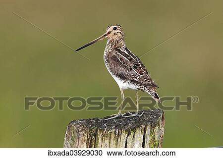 "Common Snipe (Gallinago gallinago) standing on a pole, Dummer Nature Park, Lower Saxony, Germany, Europe" View Large Photo Image Stock Image - "Common Snipe (Gallinago gallinago) standing on a pole, Dummer Nature Park, Lower Saxony, Germany, Europe". Fotosearch