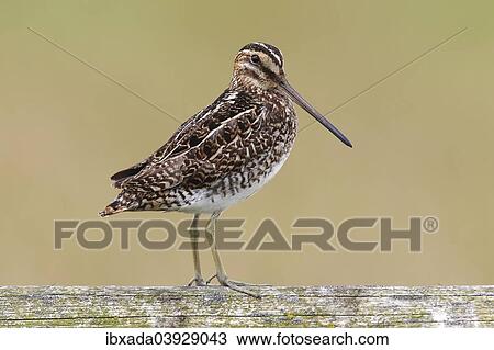 "Common Snipe (Gallinago gallinago) standing on a fence, Dummer Nature Park, Lower Saxony, Germany, Europe" View Large Photo Image Stock Image - "Common Snipe (Gallinago gallinago) standing on a fence, Dummer Nature Park, Lower Saxony, Germany, Europe". Fotosearch