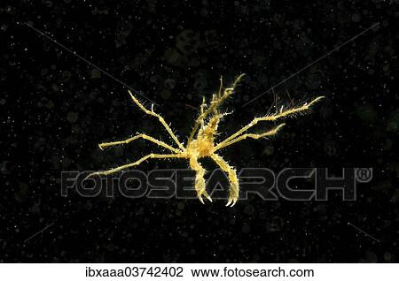 "Common Spider Crab (Macropodia rostrata), Black Sea, Crimea, Ukraine, Europe" View Large Photo Image Stock Image - "Common Spider Crab (Macropodia rostrata), Black Sea, Crimea, Ukraine, Europe". Fotosearch