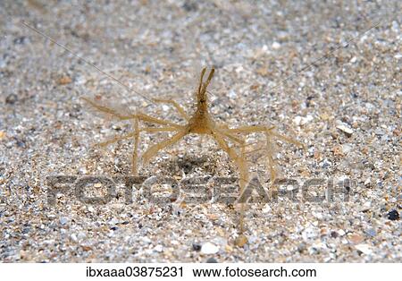 "Common Spider Crab (Macropodia rostrata), Black Sea, Crimea, Russia, Europe" View Large Photo Image Stock Image - "Common Spider Crab (Macropodia rostrata), Black Sea, Crimea, Russia, Europe". Fotosearch