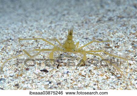 "Common Spider Crab (Macropodia rostrata), Black Sea, Crimea, Russia, Europe" View Large Photo Image Stock Photograph - "Common Spider Crab (Macropodia rostrata), Black Sea, Crimea, Russia, Europe". Fotosearch