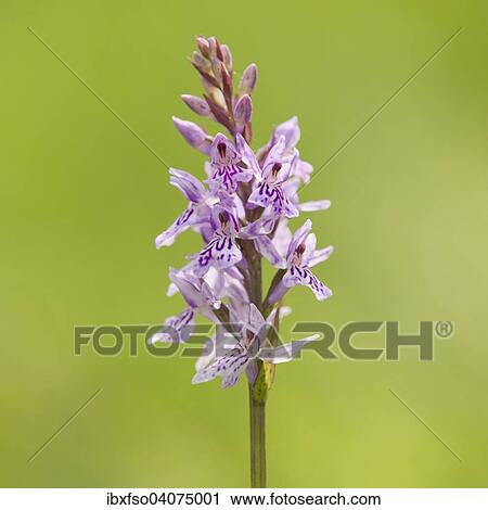 "Common Spotted Orchid (Dactylorhiza fuchsii), flowering, Thuringia, Germany, Europe" View Large Photo Image Stock Image - "Common Spotted Orchid (Dactylorhiza fuchsii), flowering, Thuringia, Germany, Europe". Fotosearch