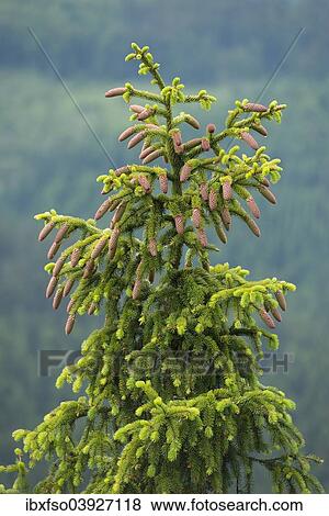 Stock Photo - "Common spruce (Picea abies), young cones, Lower Saxony, Germany, Europe". Fotosearch