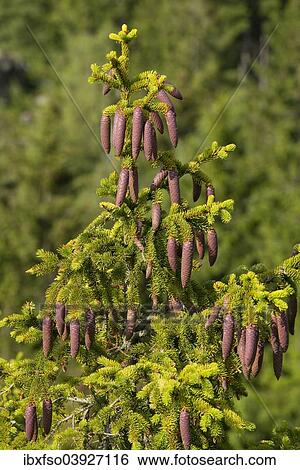 "Common spruce (Picea abies), young cones, Lower Saxony, Germany, Europe" View Large Photo Image Stock Photograph - "Common spruce (Picea abies), young cones, Lower Saxony, Germany, Europe". Fotosearch