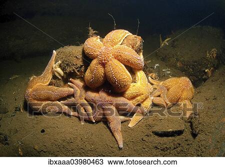 "Common Starfish or Common Sea Star (Asterias rubens), White Sea, Karelia, Russia, Europe" View Large Photo Image Stock Image - "Common Starfish or Common Sea Star (Asterias rubens), White Sea, Karelia, Russia, Europe". Fotosearch