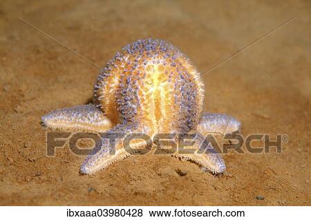 "Common Starfish or Common Sea Star (Asterias rubens), White Sea, Karelia, Arctic, Russia, Europe" View Large Photo Image Stock Photo - "Common Starfish or Common Sea Star (Asterias rubens), White Sea, Karelia, Arctic, Russia, Europe". Fotosearch