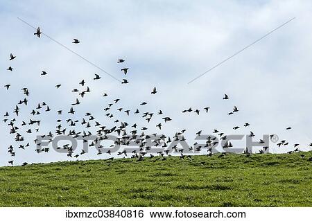 "Common Starlings (Sturnus vulgaris), gathering to migrate south, Weitnau, Oberallgau, Allgau, Bavaria, Germany, Europe" View Large Photo Image Stock Photograph - "Common Starlings (Sturnus vulgaris), gathering to migrate south, Weitnau, Oberallgau, Allgau, Bavaria, Germany, Europe". Fotosearch