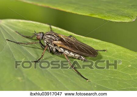 "Common stiletto (Thereva nobilitata), Baden-Wurttemberg, Germany, Europe" View Large Photo Image Stock Photo - "Common stiletto (Thereva nobilitata), Baden-Wurttemberg, Germany, Europe". Fotosearch