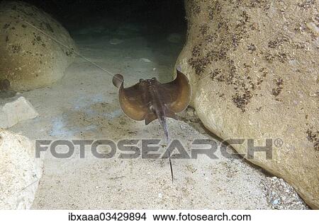 "Common Stingray (Dasyatis pastinaca), Black Sea, Crimea, Ukraine, Europe" View Large Photo Image Picture - "Common Stingray (Dasyatis pastinaca), Black Sea, Crimea, Ukraine, Europe". Fotosearch