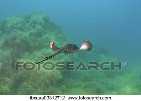 "Common Stingray (Dasyatis pastinaca), Black Sea, Crimea, Crimea, Ukraine, Europe" View Large Photo Image Stock Image - "Common Stingray (Dasyatis pastinaca), Black Sea, Crimea, Crimea, Ukraine, Europe". Fotosearch
