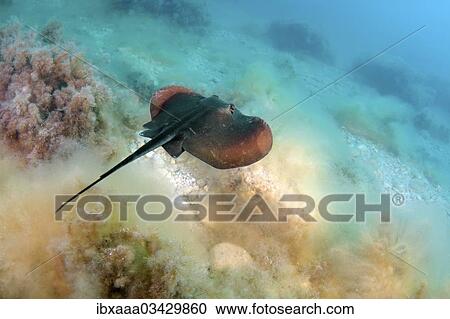 "Common Stingray (Dasyatis pastinaca), Crimea, Ukraine, Europe" View Large Photo Image Stock Image - "Common Stingray (Dasyatis pastinaca), Crimea, Ukraine, Europe". Fotosearch