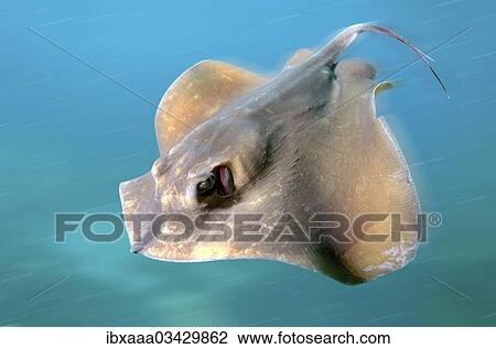 "Common Stingray (Dasyatis pastinaca), Black Sea, Crimea, Ukraine, Europe" View Large Photo Image Stock Image - "Common Stingray (Dasyatis pastinaca), Black Sea, Crimea, Ukraine, Europe". Fotosearch