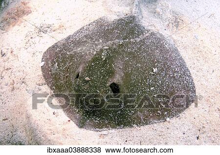 "Common Stingray (Dasyatis pastinaca), Black Sea, Crimea, Russia, Europe" View Large Photo Image Stock Photo - "Common Stingray (Dasyatis pastinaca), Black Sea, Crimea, Russia, Europe". Fotosearch