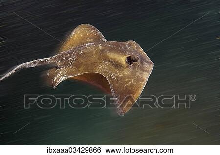 "Common Stingray (Dasyatis pastinaca), Black Sea, Crimea, Ukraine, Europe" View Large Photo Image Stock Photograph - "Common Stingray (Dasyatis pastinaca), Black Sea, Crimea, Ukraine, Europe". Fotosearch