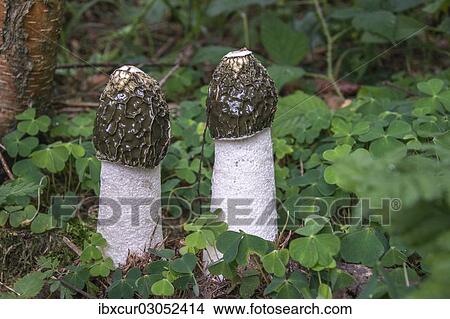 "Common Stinkhorn (Phallus impudicus), Thuringia, Germany, Europe" View Large Photo Image Picture - "Common Stinkhorn (Phallus impudicus), Thuringia, Germany, Europe". Fotosearch