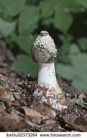 "Common Stinkhorn (Phallus impudicus), Untergroeningen, Baden-Wuerttemberg, Germany, Europe" View Large Photo Image Picture - "Common Stinkhorn (Phallus impudicus), Untergroeningen, Baden-Wuerttemberg, Germany, Europe". Fotosearch