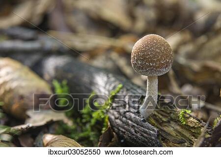 "Common Stump Brittlestem (Psathyrella piluliformis), Thuringia, Germany, Europe" View Large Photo Image Stock Image - "Common Stump Brittlestem (Psathyrella piluliformis), Thuringia, Germany, Europe". Fotosearch