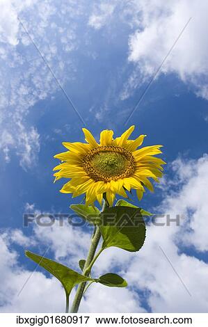 "Common Sunflower, Annual Sunflower, Sunflower, Grow Common Sunflower (Helianthus annuus)" View Large Photo Image Stock Photo - "Common Sunflower, Annual Sunflower, Sunflower, Grow Common Sunflower (Helianthus annuus)". Fotosearch
