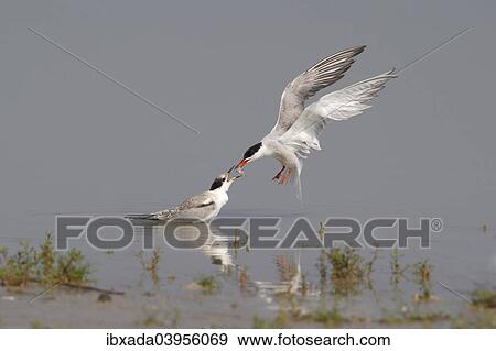 "Common Tern (Sterna hirundo), adult bird giving young bird a fish from the air, Lake Neusiedl, Burgenland, Austria, Europe" View Large Photo Image Stock Photo - "Common Tern (Sterna hirundo), adult bird giving young bird a fish from the air, Lake Neusiedl, Burgenland, Austria, Europe". Fotosearch